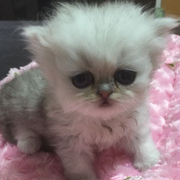 ペルシャ(チンチラ)【大阪府・男の子・2015年9月3日・シェーデッドシルバー】の写真「クリクリお目々の可愛い僕ちゃん‼︎」