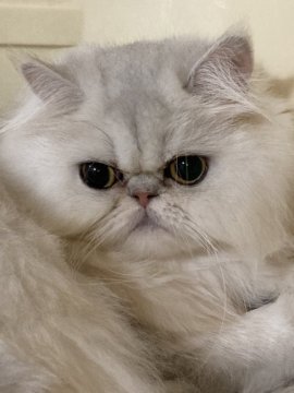 ペルシャ(チンチラ)【大阪府・女の子・2023年7月13日・シェーデッドシルバー（ロングヘアー）】の写真「白くて綺麗な女の子です！！」