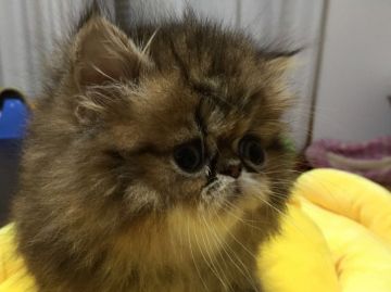 ペルシャ(チンチラ)【大阪府・男の子・2018年7月7日・シェーデッドゴールデン（ロング）】の写真「まん丸お目目の可愛いお顔の男の子！！」