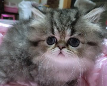 ペルシャ(チンチラ)【大阪府・男の子・2013年7月1日・シェーデッドゴールデン】の写真「お顔のとっても可愛い男の子です！」