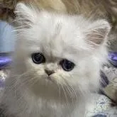 ペルシャ(チンチラ)【大阪府・女の子・2022年9月25日・シェーデッドシルバー】の写真1