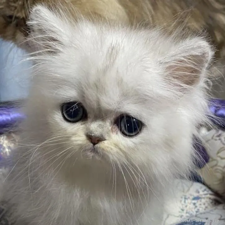 ID:2211-02448の子猫