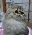 ペルシャ(チンチラ)【大阪府・男の子・2013年7月1日・シェーデッドゴールデン】の写真2