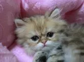 ペルシャ(チンチラ)【大阪府・男の子・2012年7月27日・シェーデッドゴールデン】の写真3