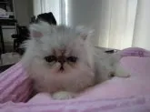 ペルシャ(チンチラ)【大阪府・男の子・2014年10月2日・シェーデッドシルバー】の写真3