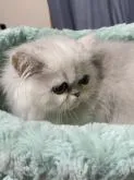 ペルシャ(チンチラ)【大阪府・女の子・2022年9月25日・シェーデッドシルバー】の写真4