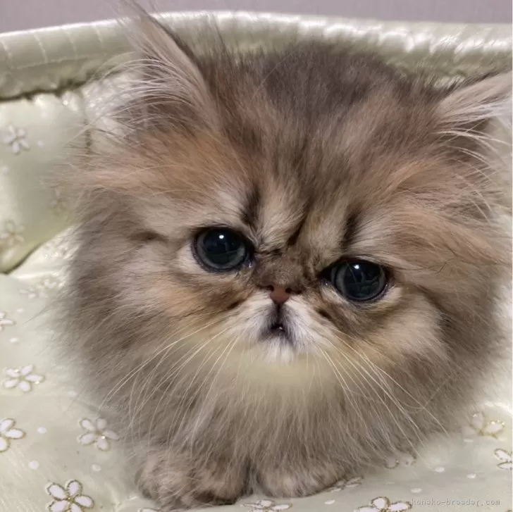 ID:2503-03021の子猫