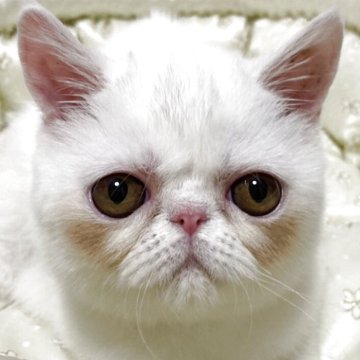 エキゾチックショートヘア【大阪府・女の子・2025年5月29日・ホワイト（ショート）】の写真「真っ白でお転婆な性格の女の子♡かわゆいです♡」