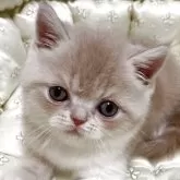 エキゾチックショートヘア