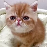 エキゾチックショートヘア