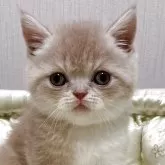エキゾチックショートヘア