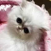 ペルシャ(チンチラ)