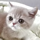 エキゾチックショートヘア【大阪府・男の子・2025年5月29日・クリーム&ホワイト】の写真3