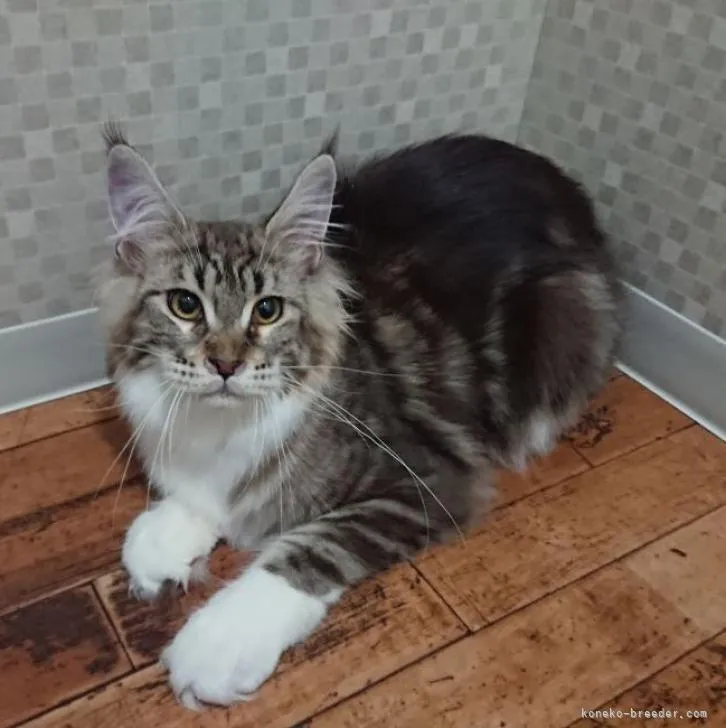 ID：2302-01455の子猫