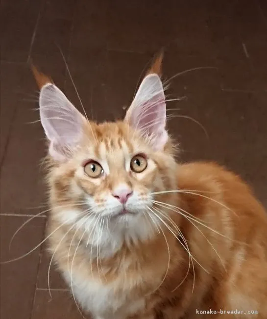 ID:1808-01400の子猫