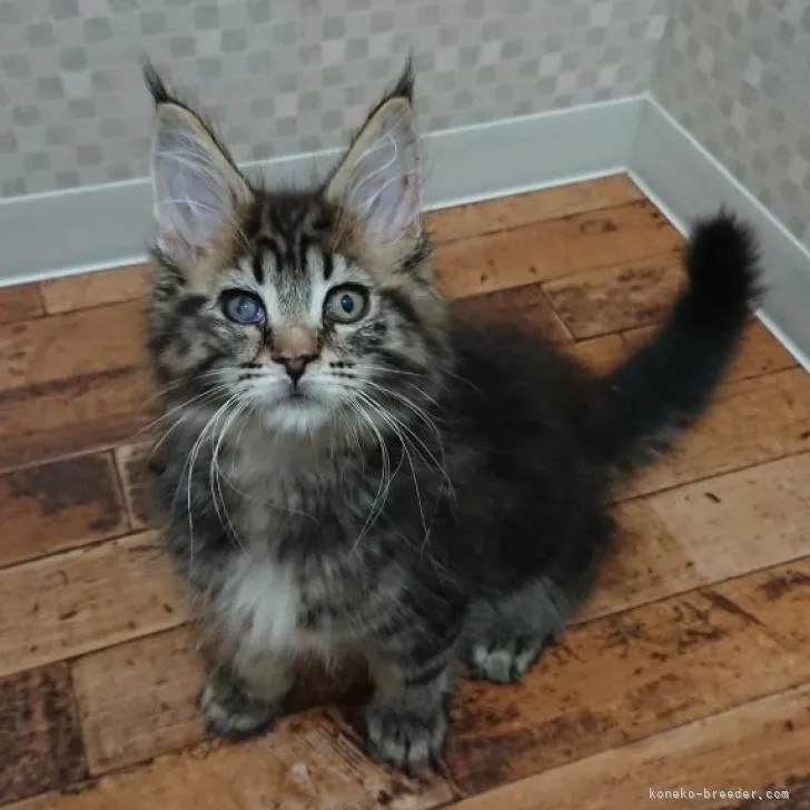 ID:2301-02283の子猫