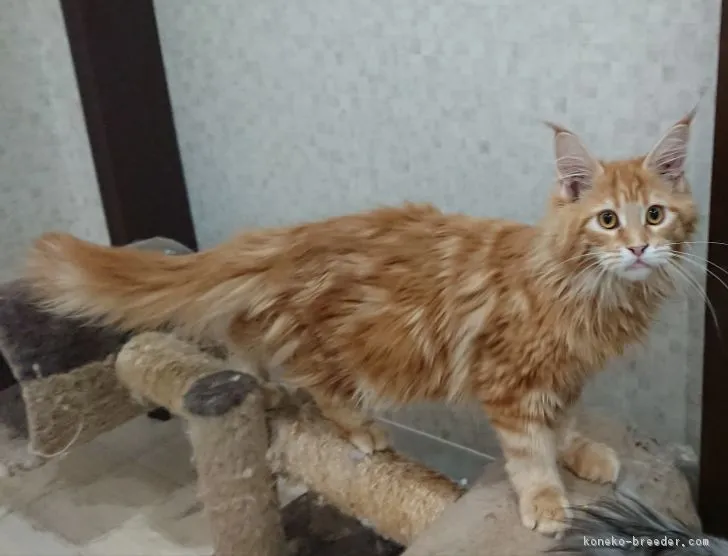 ID：1901-00857の子猫