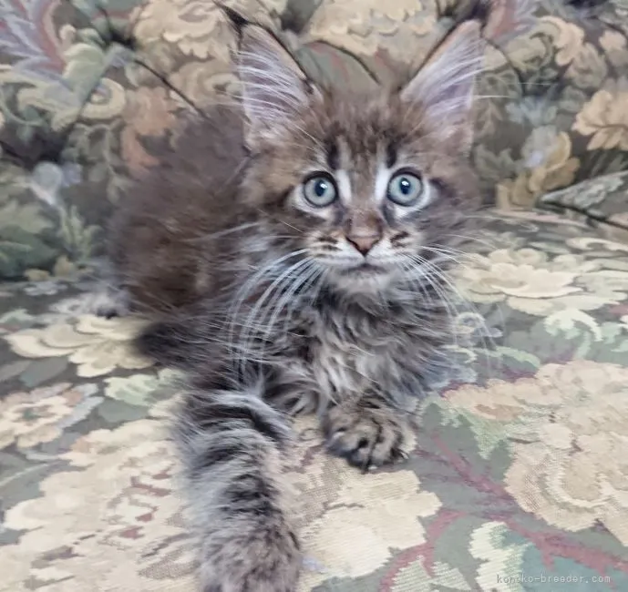 ID:2104-02407の子猫