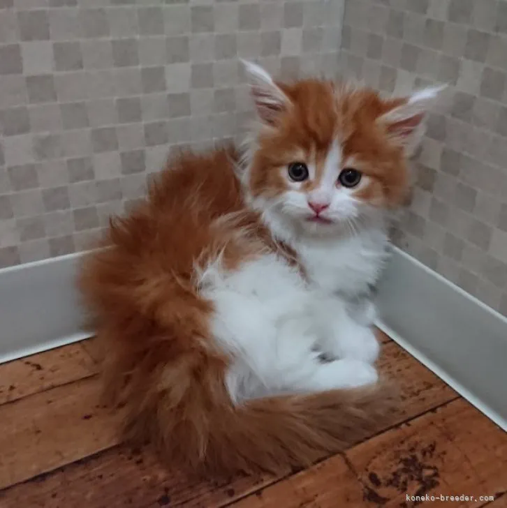 ID：2303-01862の子猫