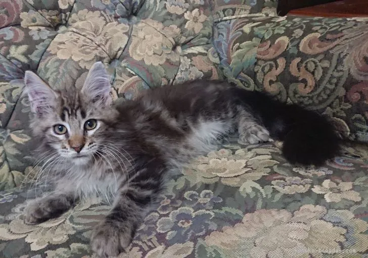 ID：2008-01009の子猫