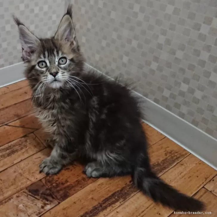 ID:2403-02525の子猫