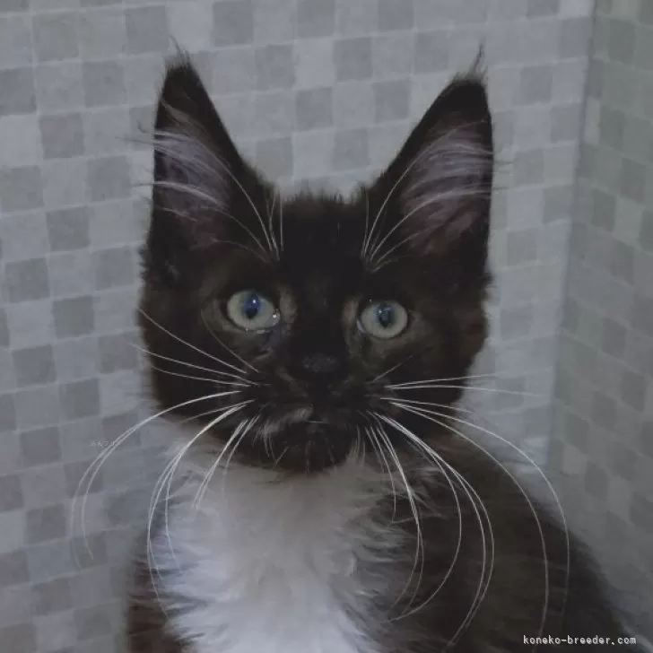 ID：2407-02036の子猫
