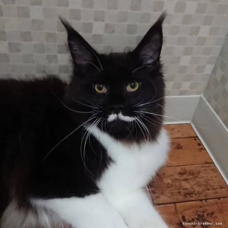 ID:2210-00620の子猫