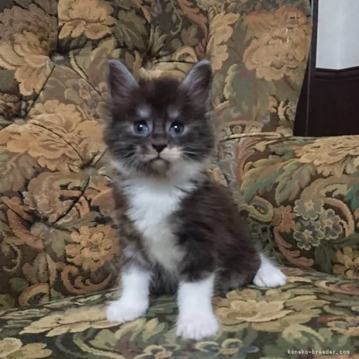 ID：2309-00230の子猫