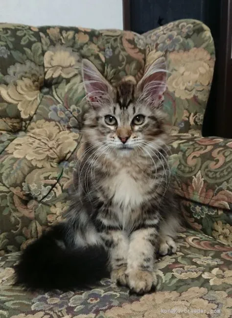 ID:2001-00155の子猫