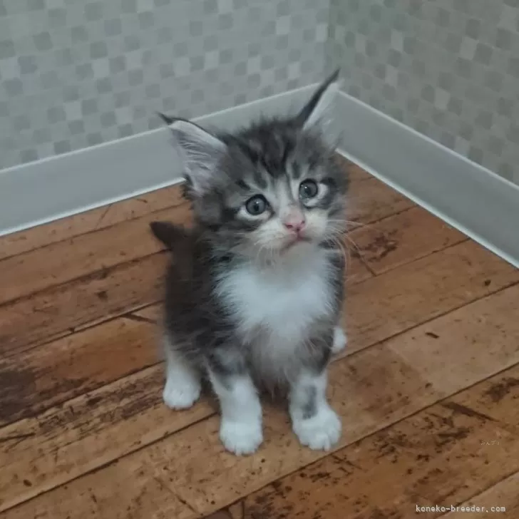 ID：2405-01672の子猫