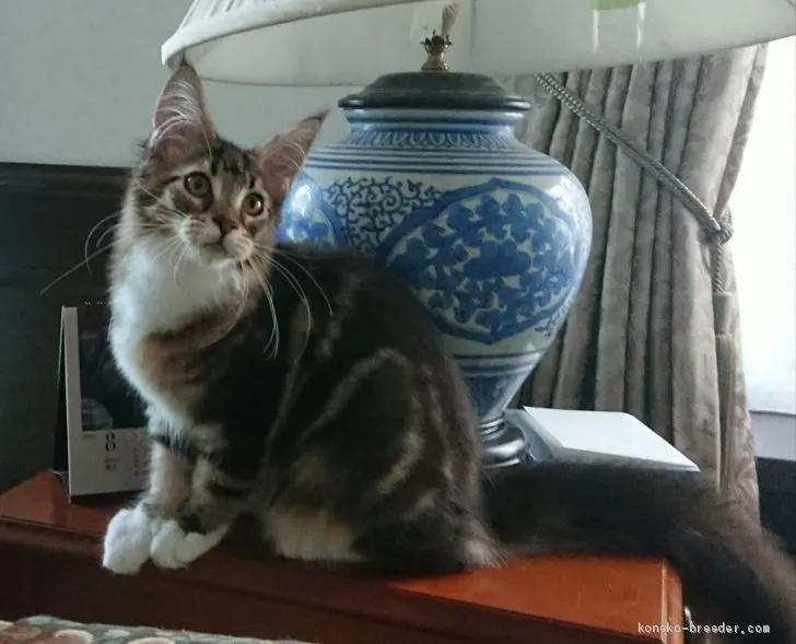 ID:1906-00614の子猫