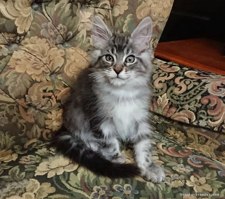 ID:2203-00125の子猫