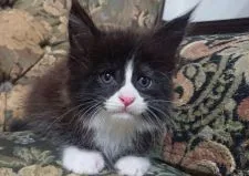 メインクーン【神奈川県・男の子・2022年8月14日・ブラックアンドホワイト】の写真2