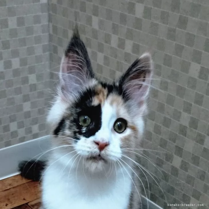 ID:2412-02446の子猫
