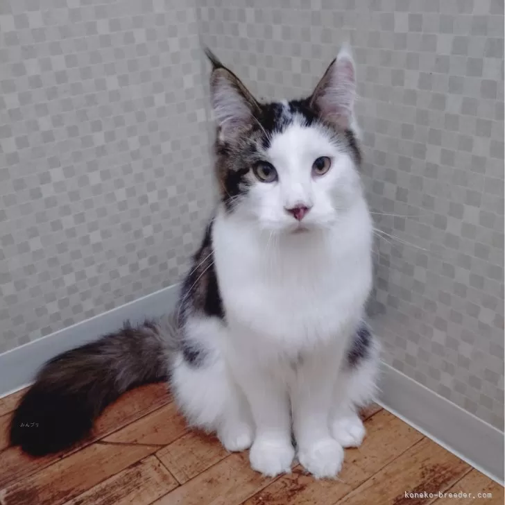 メインクーン【神奈川県・男の子・2024年9月28日・ブラウンクラシックタビーアンドホワイト】の写真1「活発な性格です。カラーの入り方で左眼が小さく見えますが左右同じ大きさです。」