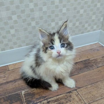 メインクーン【神奈川県・女の子・2025年9月12日・ブラウンクラシックタビーアンドホワイト】の写真「好奇心旺盛、お茶目な女の子です☆」