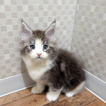 メインクーン【神奈川県・男の子・2025年9月12日・シルバークラシックタビーアンドホワイト】の写真「ハチワレの可愛い男の子です☆」