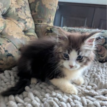 メインクーン【神奈川県・女の子・2025年9月12日・ブラウンクラシックタビーアンドホワイト】の写真「つぶらな瞳の可愛い女の子です♡」