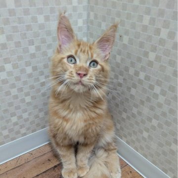 メインクーン【神奈川県・男の子・2025年6月3日・レッドクラシックタビー】の写真「レッドタビーの可愛い男の子です☆」