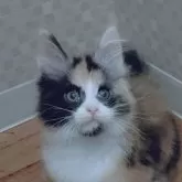 メインクーン