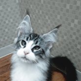 メインクーン