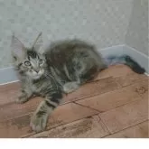 メインクーン【神奈川県・男の子・2025年5月28日・ブラウンクラシックタビー】の写真4