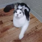 メインクーン【神奈川県・男の子・2024年9月28日・ブラウンクラシックタビーアンドホワイト】の写真5