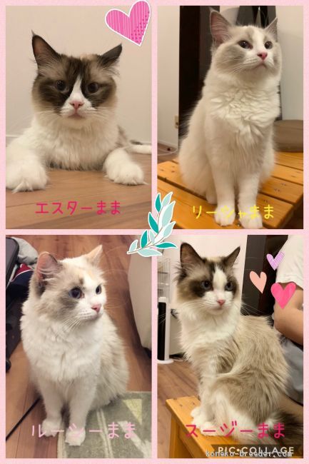 ママ達です♪ルーシーは引退し今は家猫ちゃんとして共に生活しております。｜笹本　志歩(ささもと　しほ)ブリーダー(愛知県・ラグドール・ICC登録)の紹介写真2