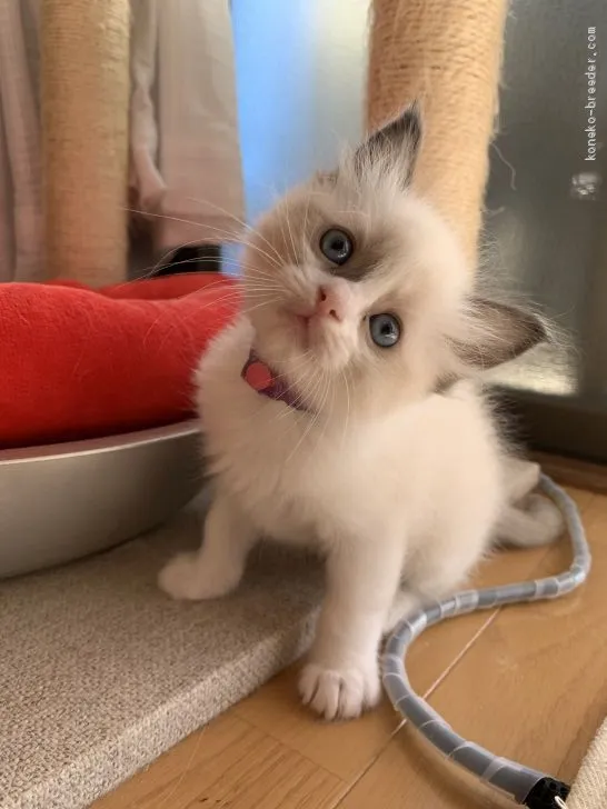 ID:1911-00901の子猫