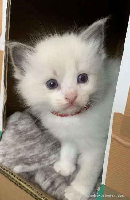 n 様のお迎えした子猫