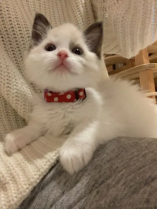 ID：2012-00924の子猫