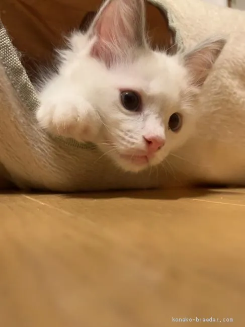 ID：1909-00250の子猫