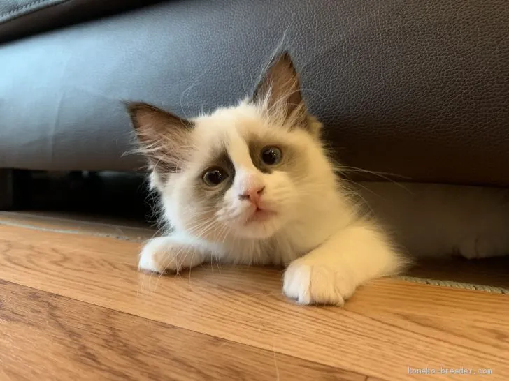 ID:2004-00276の子猫