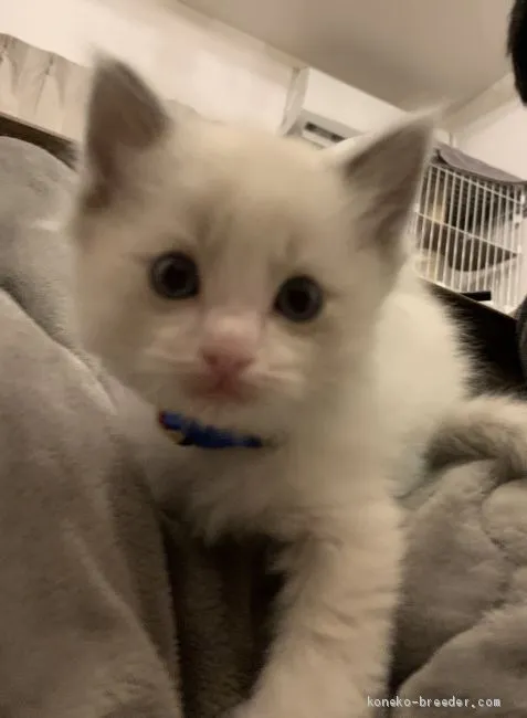 ID：2002-00139の子猫